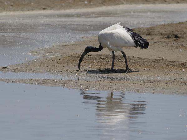 <h3><a href="/trips/tanzania/biota/animalia/chordata/aves/015 pelecaniformes/001 threskiornithidae/threskiornis aethiopicus/threskiornis aethiopicus-nl.html">Threskiornis&nbsp;aethiopicus</a> / African&nbsp;sacred&nbsp;ibis / Heilige&nbsp;ibis</h3>OM-1 Mark II met OLYMPUS M.150-400mm F4.5, 1/2000 sec  bij F4.5, ISO 200, afstand 45.3&nbsp;m